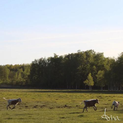 Calves running freely in a green field