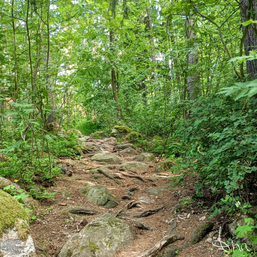 Hiking trail surrounded by green forest